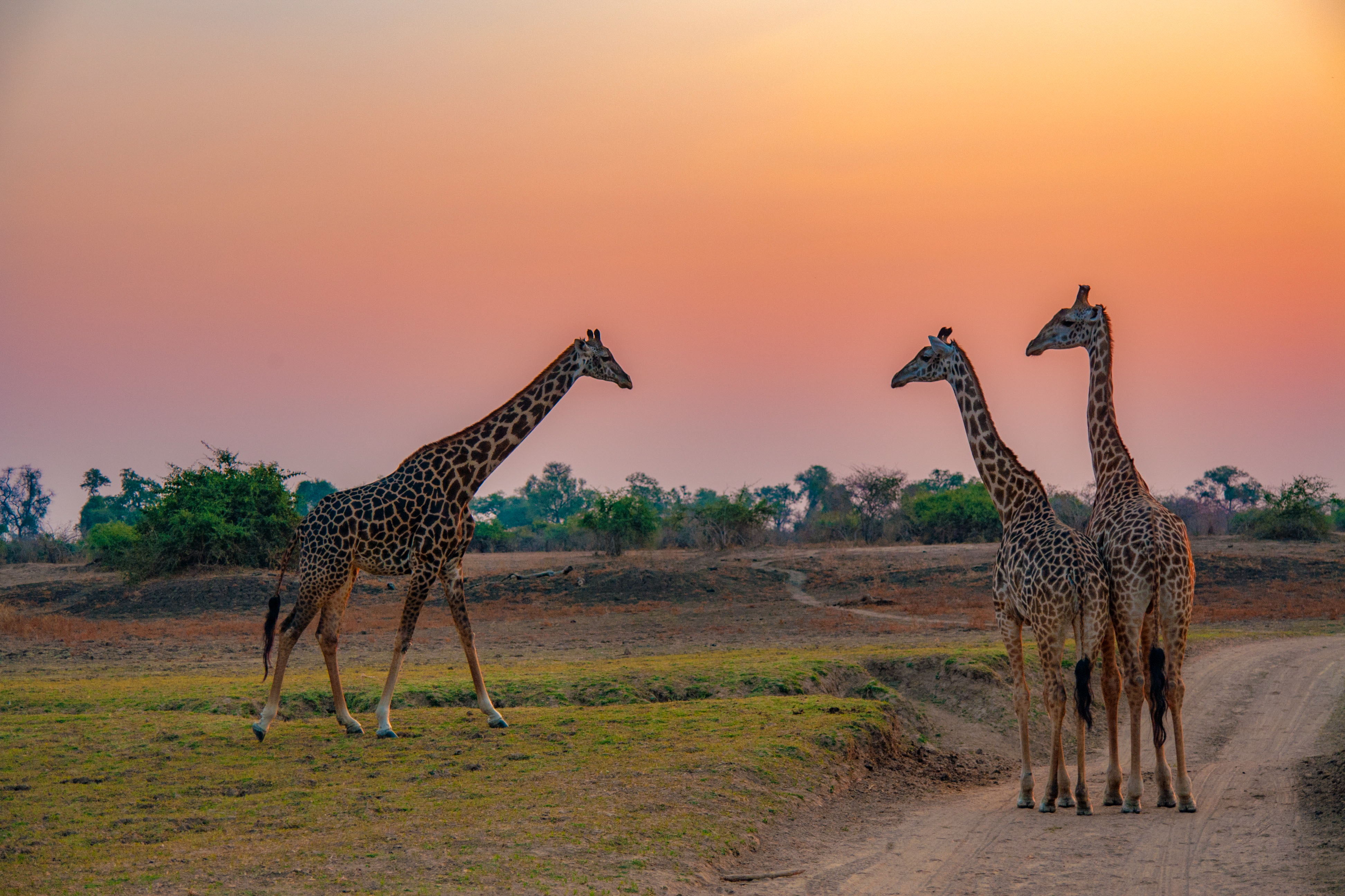 Giraffe in the wild, East Africa